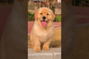 Cutest puppy 😍 #viral #goldenretriever #puppy #shorts