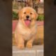 Cutest puppy 😍 #viral #goldenretriever #puppy #shorts