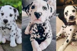 Dalmatian puppies | Funny and Cute dog video compilation in 2022.