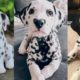Dalmatian puppies | Funny and Cute dog video compilation in 2022.