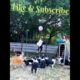 Dancing German Shepherd |Playing Dogs #pets#dog#animals #shorts #viral  #shortsvideo #youtubeshorts