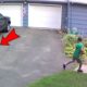 Dog CHASES Delivery Driver  | FUNNIEST Animals and Pets Caught on Camera 🤣