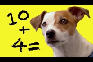 Dog Does Maths | Extraordinary Animals | BBC Earth
