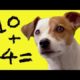 Dog Does Maths | Extraordinary Animals | BBC Earth
