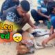 Dog Leg Injured Rescued 🥺ll By Mr Billu Dada 300 #dog #doglover #rescue #rescuedog