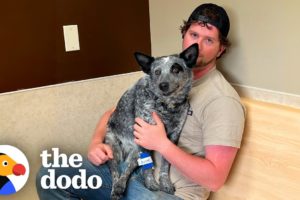 Dog Playing Fetch Suddenly Becomes Paralyzed | The Dodo