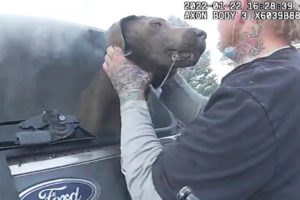 Dog Rescued From Burning Car Thanks Cop With Kisses