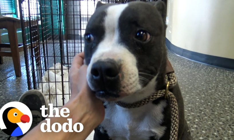 Dog That Spent A Year Running From People Melts Into Her Rescuer's Arms | The Dodo