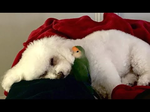 Dog and parrot are basically conjoined twins. But different mothers.