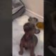 Dog argues with owner part 2    … #dog #frenchbulldog #frenchie #fyp #fypシ #viralshort  #funny #cute