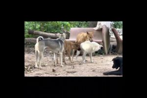 Dog meeting 2023 #shorts #shortsfeed  #animals#dog_meeting #dogisafriend #youtubeshorts