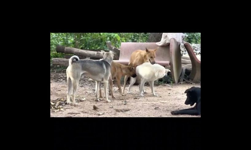 Dog meeting 2023 #shorts #shortsfeed  #animals#dog_meeting #dogisafriend #youtubeshorts