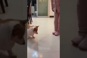 Dog playing with laser light #shorts #reels #fbreels #cats #funny #funnycats #animals #funnyvideo