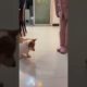 Dog playing with laser light #shorts #reels #fbreels #cats #funny #funnycats #animals #funnyvideo