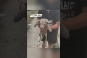 Dog stuck in sewer gets rescued 😥 #shorts