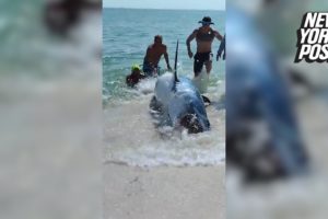 Dramatic video shows massive shark rescued after becoming stranded on Florida beach