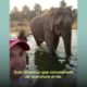 Elefante de 49 años da sus primeros pasos libres 🥹 | El Dodo