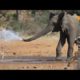 Elephant Spraying Water on Other Animals | Funny Animal Videos | Kruger Park Sightings