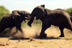 Elephant vs Elephant Fight - Raw footage