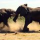 Elephant vs Elephant Fight - Raw footage