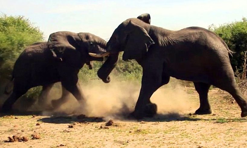 Elephant vs Elephant Fight - Raw footage