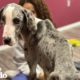 Emaciated Great Dane Grows Up Into Biggest Boy | The Dodo