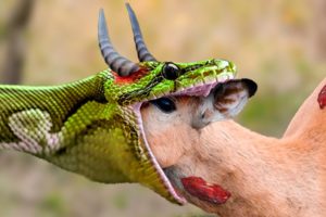 Epic Showdowns: 30 Jaw-Dropping Animal Battles You Won't Believe | Animal Fights