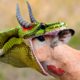 Epic Showdowns: 30 Jaw-Dropping Animal Battles You Won't Believe | Animal Fights
