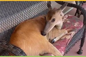 Family Rescues a Deer that Changes Their Life