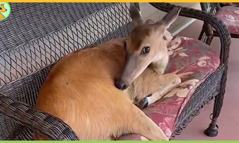Family Rescues a Deer that Changes Their Life