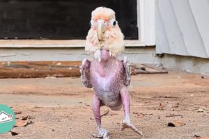 Featherless Bird Was Found In A Basement. Now She Can’t Stop Dancing | Cuddle Buddies