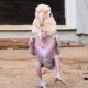 Featherless Bird Was Found In A Basement. Now She Can’t Stop Dancing | Cuddle Buddies
