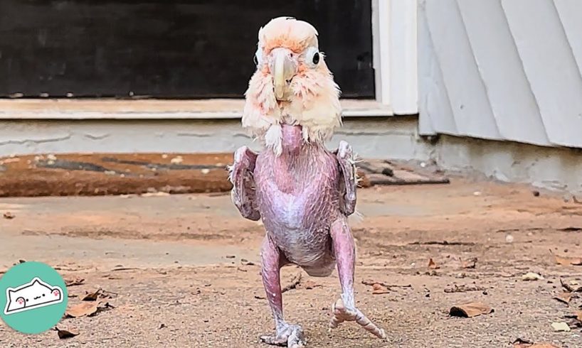 Featherless Bird Was Found In A Basement. Now She Can’t Stop Dancing | Cuddle Buddies