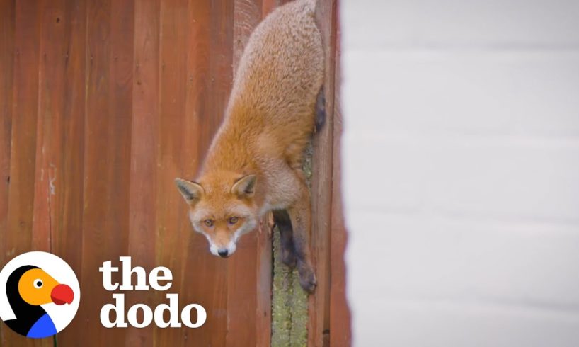 Feisty Fox Stuck In A Fence Gets Rescued | The Dodo