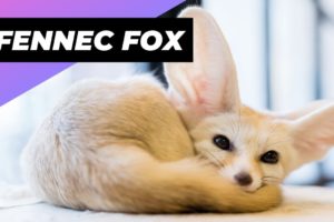 Fennec Fox 🦊 One Of The Cutest And Exotic Animals In The World #shorts
