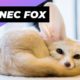 Fennec Fox 🦊 One Of The Cutest And Exotic Animals In The World #shorts