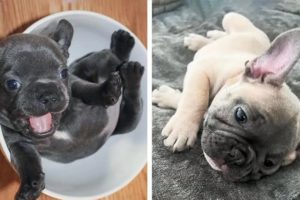 French Bulldog SOO Cute! Funny and Cute French Bulldog Puppies Compilation cute moment #3