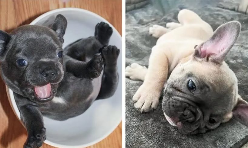 French Bulldog SOO Cute! Funny and Cute French Bulldog Puppies Compilation cute moment #3