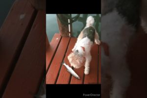 Fun with dog and cat@cute puppies#viral#shorts#shortsviral#fun#dog#cat#puppy