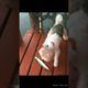 Fun with dog and cat@cute puppies#viral#shorts#shortsviral#fun#dog#cat#puppy