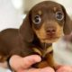 Funniest & Cutest Dachshund Puppies #2