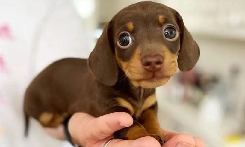 Funniest & Cutest Dachshund Puppies #2