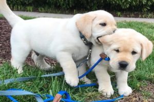 Funniest & Cutest Labrador Puppies #1 - Funny Puppy Videos 2022