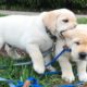 Funniest & Cutest Labrador Puppies #1 - Funny Puppy Videos 2022