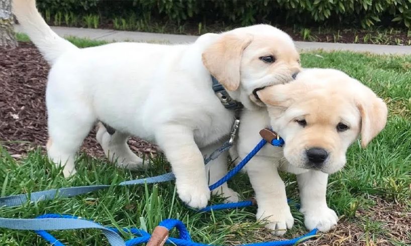 Funniest & Cutest Labrador Puppies #1 - Funny Puppy Videos 2022