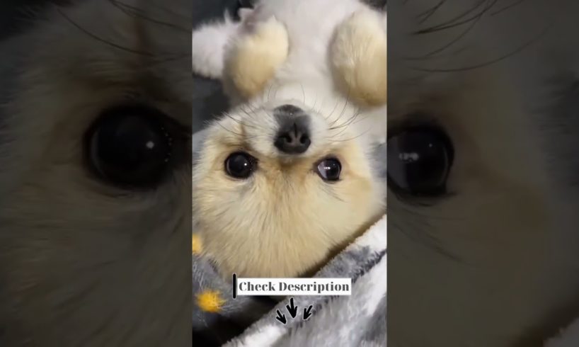 Funniest & Cutest Puppies Video #40 - Funny Puppy Videos 2021 | #shorts