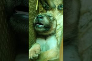 Funny Cute puppies falling asleep #dog #animal #puppy #puppy