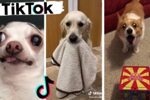 Funny Dogs of TikTok & Cute Puppies of Instagram Compilation!