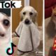 Funny Dogs of TikTok & Cute Puppies of Instagram Compilation!