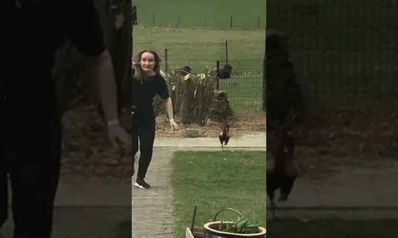 Funny Rooster Hilariously Chases Woman! #Shorts #Farms #Animals